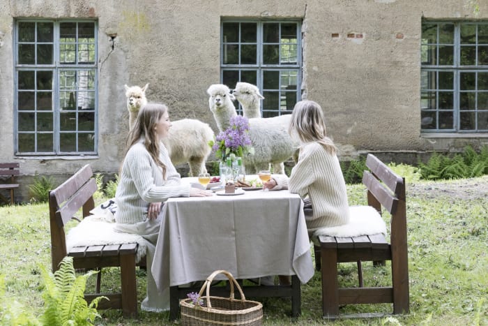 Alpaca picnic